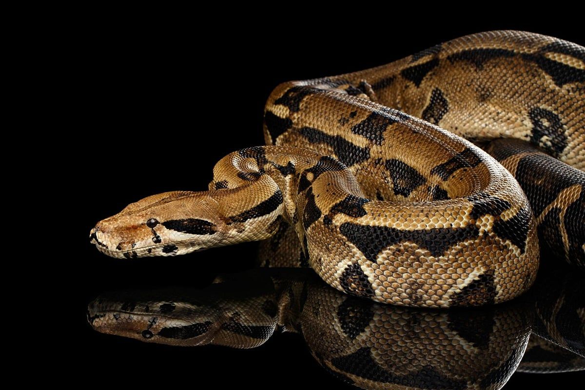 ‘Very Docile’ Boa Constrictor Loose In Lexington