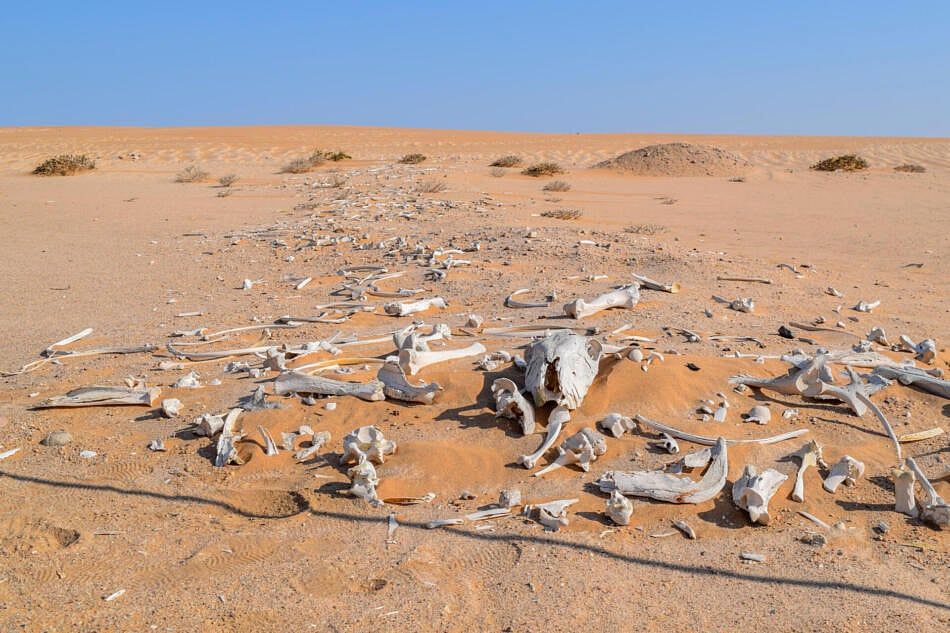 Can These Bones Live?