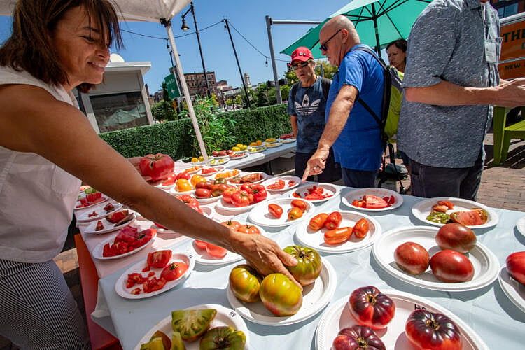 Massachusetts Tomato Growers Overcome Season’s Challenges