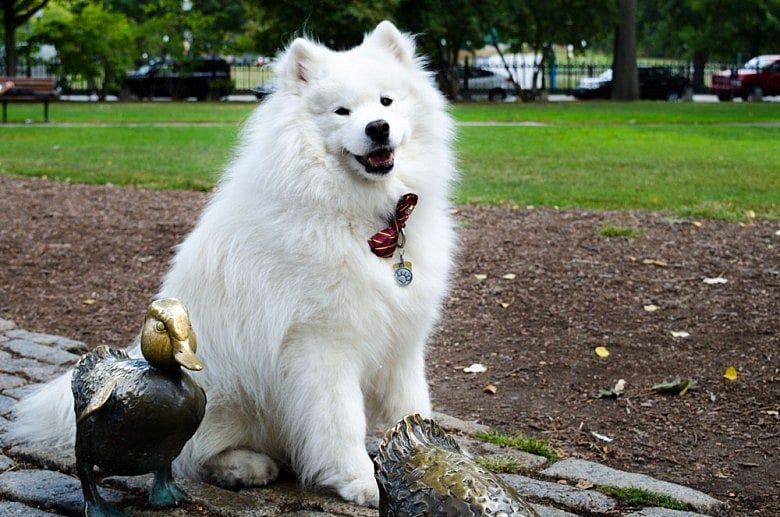 Say hello to Boston’s favorite dog