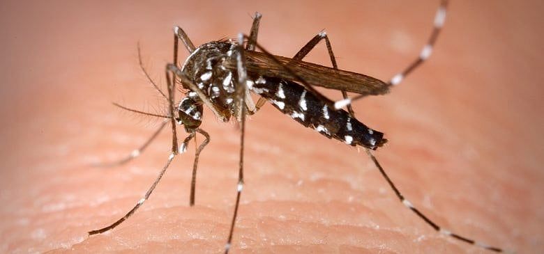 Massachusetts Sees First Human Eastern Equine Encephalitis Case In Four Years