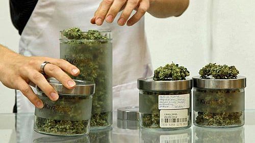 $2.2 Million Up In Smoke; Marijuana Haul in First Five Days