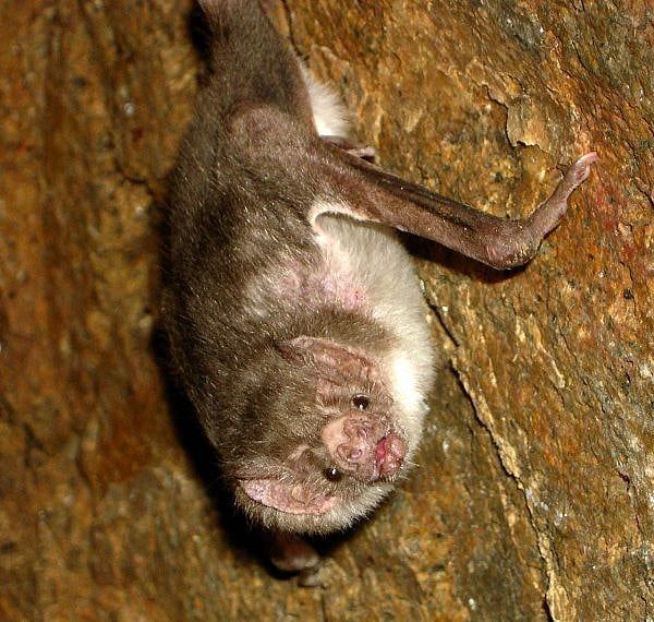 Bats Return To Elementary School — After $600,000 Cleanup
