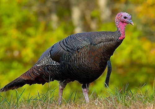 How Many Turkeys Do We Have Around Here?
