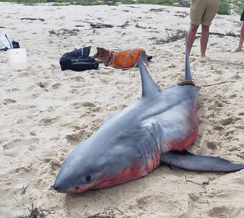 Great White Shark Washes Up in Truro