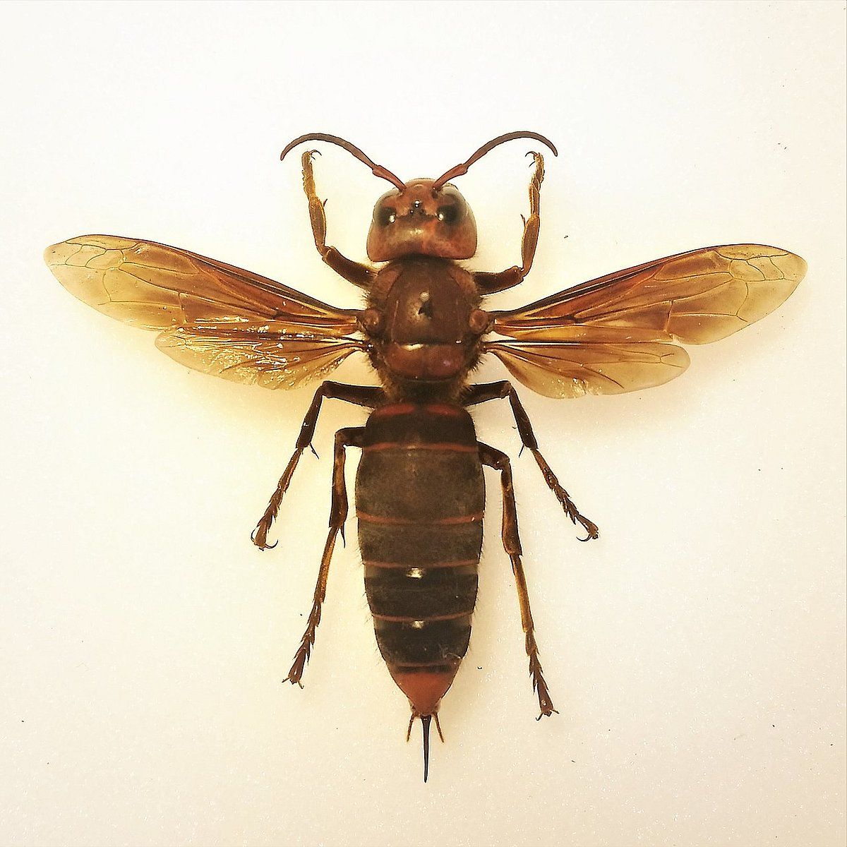 Murder Hornets Could Survive in Some Parts of New England, Biologist Says