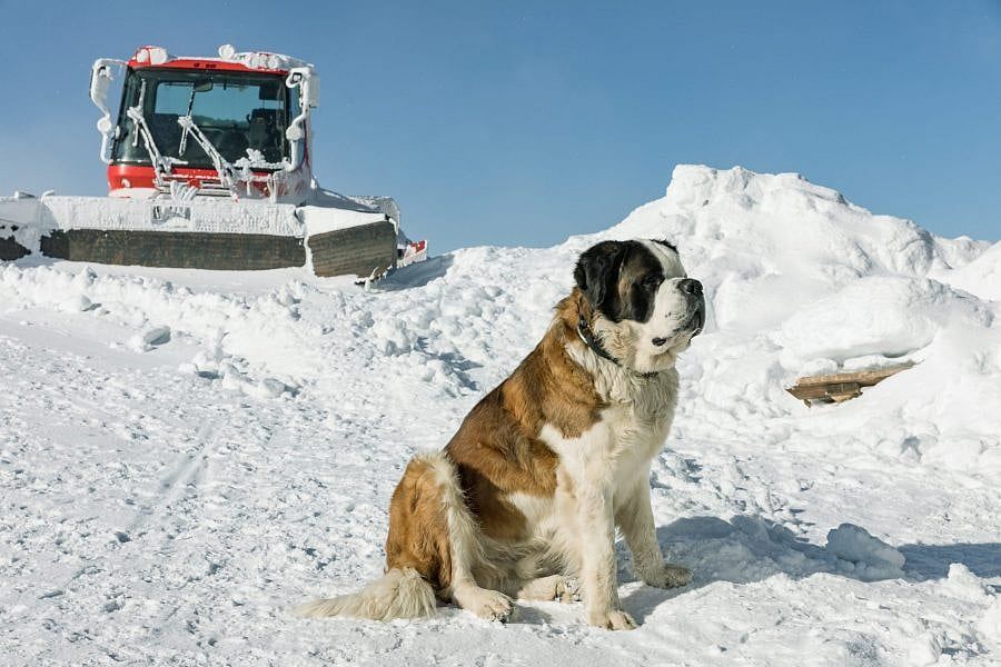 St. Bernard Rescued on Mount Washington