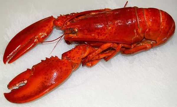 Split-colored lobster caught off Maine, 1 in 50 million find