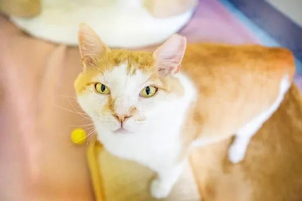 Hundreds of animal shelters to offer free or cheap adoptions