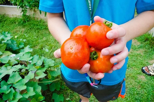 Italian Home for Children: innovative instruction with new urban garden
