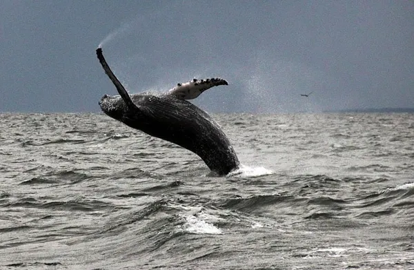 Whales return to Long Island Sound after long hiatus