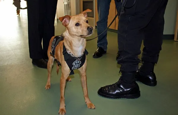 Shelter dogs in new PBS series help Worcester County