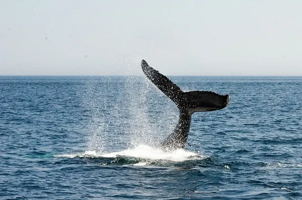 Whale watchers rejoice: Increase of food brings back more wildlife
