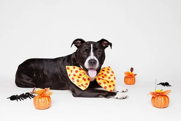Dogs dress up for Halloween, too — Gallery