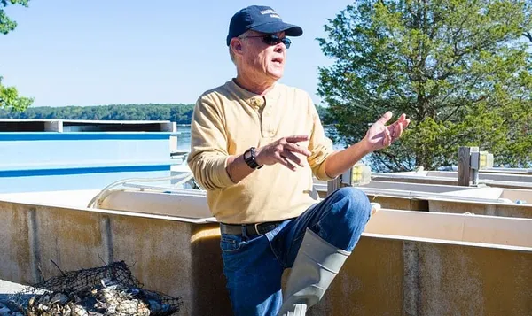 Great Bay oyster reef reboot aided by local restaurants