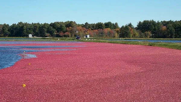 October Declared Cranberry Month In Massachusetts
