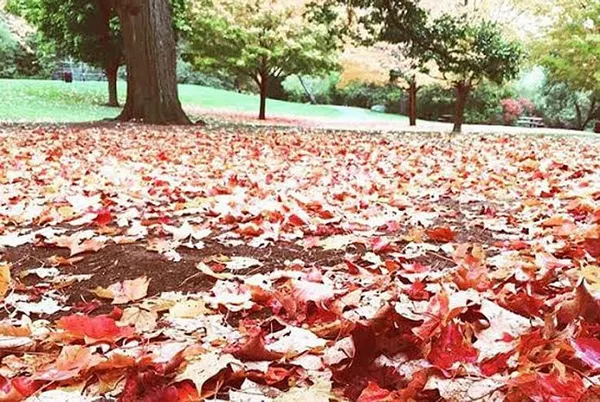 NewBostonPost Fall Photo Contest submissions