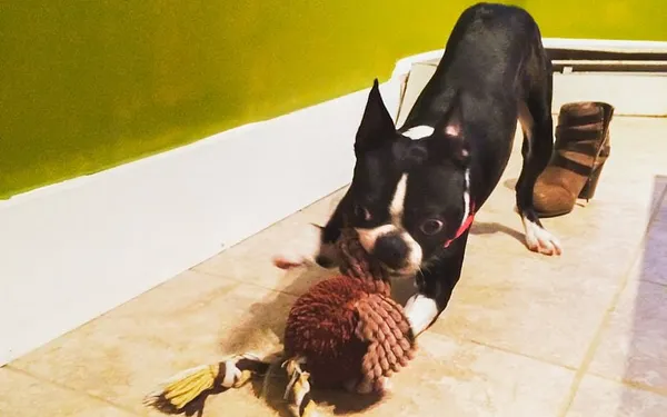 Dog-sharing app connects owners to the canine-deprived