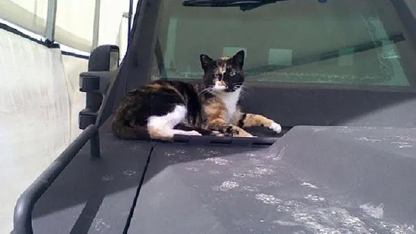 SWAT Cat, MIA for a month, saunters back