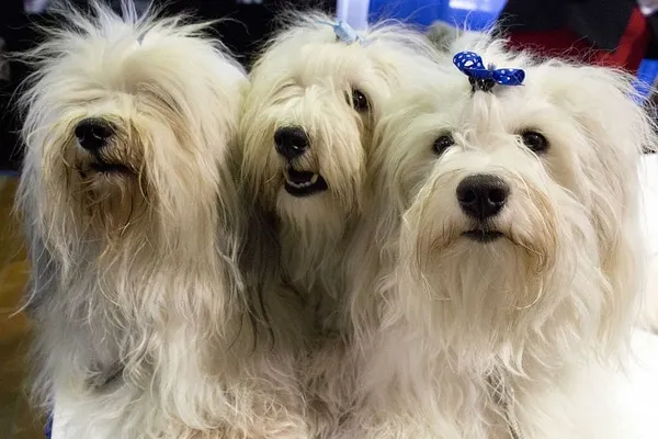 Uno remains most popular pooch at Westminster dog show