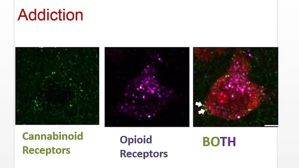 Legalizing marijuana will increase our opiate epidemic