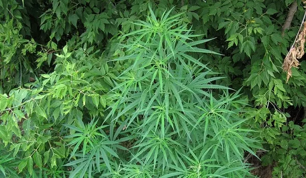 Most Bay State employers oppose legal pot sales