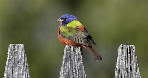 ‘Flying Rainbow’ bird draws watchers to Vermont town