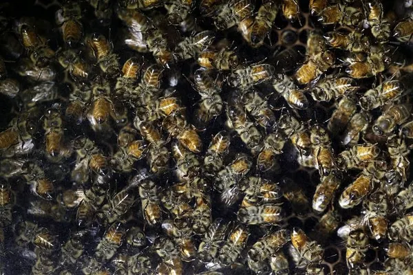 Ortho will drop chemicals linked to honeybee declines