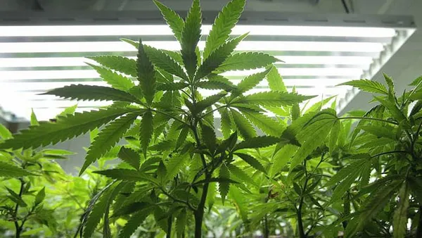 Study: Heavy pot users face as many midlife troubles as alcoholics