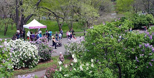 Arnold Arboretum Officials Plan Restoration of Five Gates