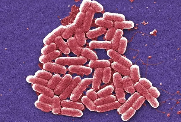 Superbug emerges that resists all antibiotics