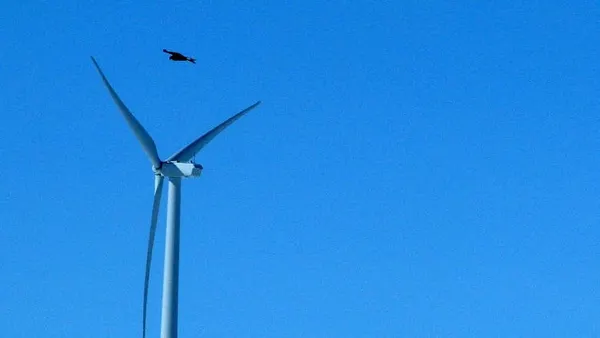 Obama would let windmills kill bald eagles by the thousands