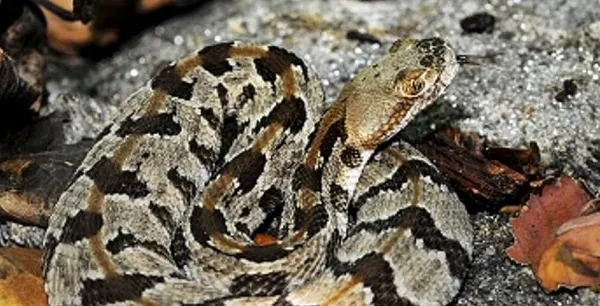 Rattlesnake Island plan wins support from advisory panel