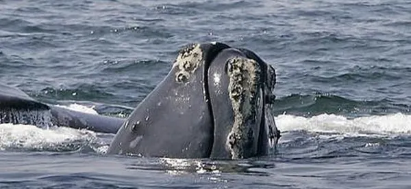Whale-spotting phone app helps mariners avoid collisions