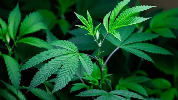 What counts as ‘medical marijuana’ varies from state to state – and that’s a problem