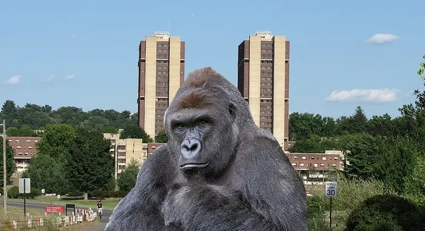 UMass-Amherst says Harambe jokes are micro-aggressions, violate Title IX