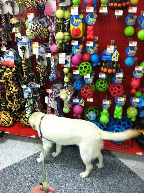 Massachusetts Legislature Must Protect Pets, Consumers, Pet Stores from Cambridge City Council