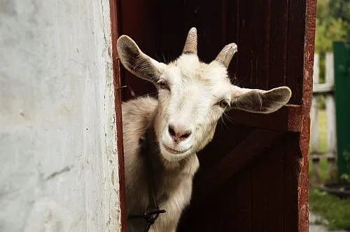 Town Attacks Small Business Over Goat Yoga