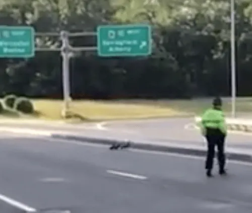 State Trooper Makes Way for Ducklings