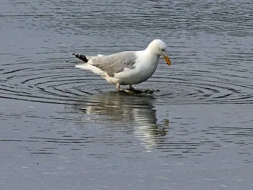 Cape Ann Seagull Steals Credit Cards and Cash — Again