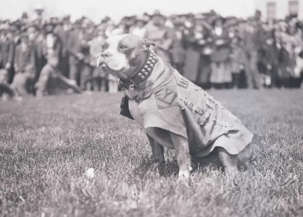 Stray Dog Remembered As World War I Hero