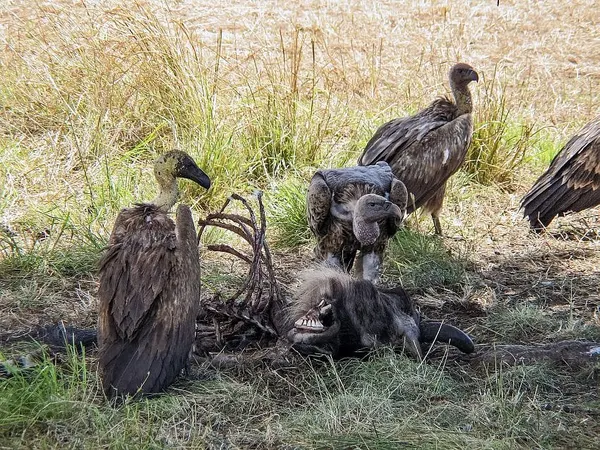 Warren, Sanders Seek To Pit Voters Against Vultures, Vampires