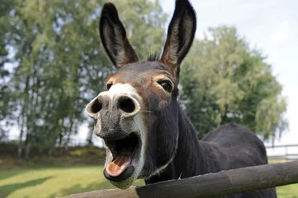 Republican Congressman Calls On Democratic Party To Change Its Name Or Be Kicked Out of U.S. House of Representatives