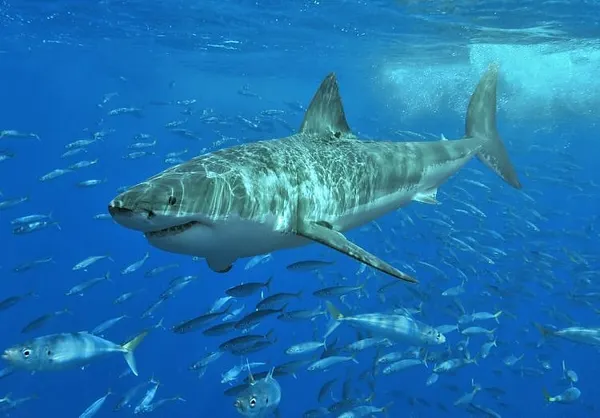 Great White Shark Bites Found On Marine Mammals In Massachusetts