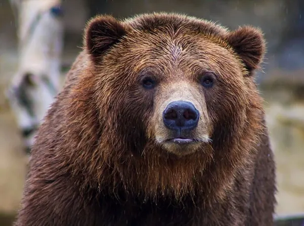 Maine Woman Punches Bear In The Face