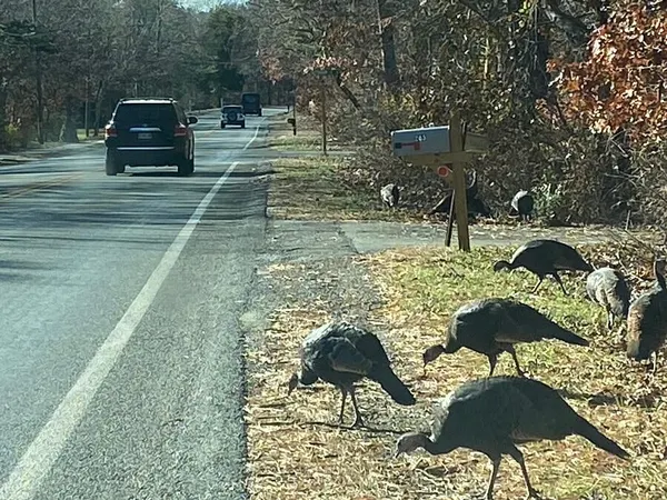 Wild Turkeys On Cape Cod Date From … 1989