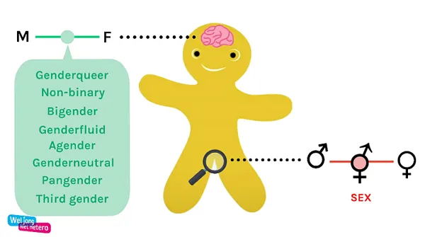 Hadley Using Genderbread Cookie To Teach 14-Year-Olds Gender Exists On A Spectrum
