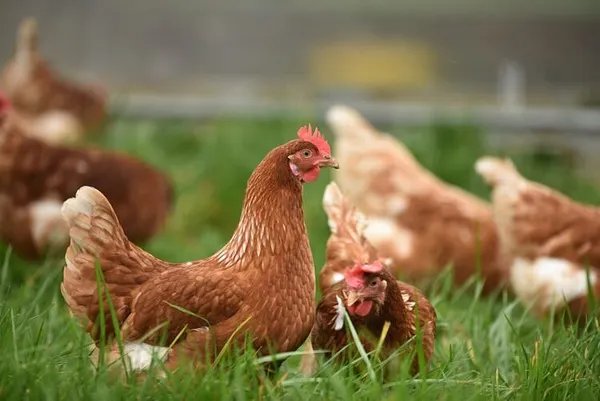 Egged On By Grocery Prices, Cities Welcome Backyard Chickens