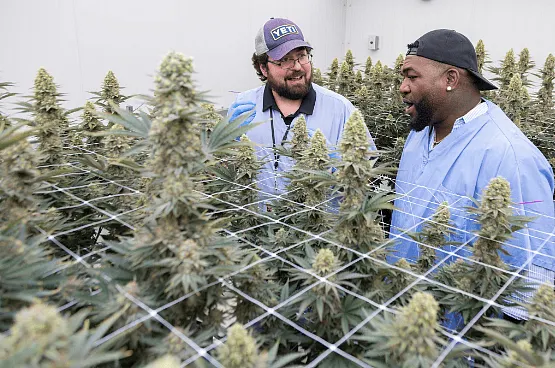 David Ortiz Now Sells Pot