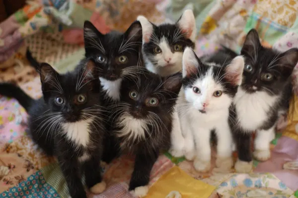 150 Cats Fly Florida To Massachusetts